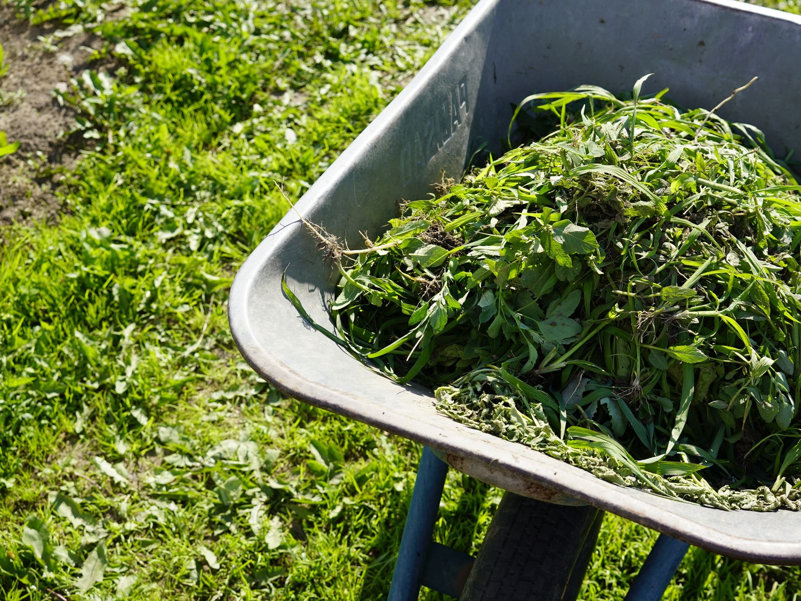 Brouette et outils de jardin remplis de déchets verts prêts à l'évacuation