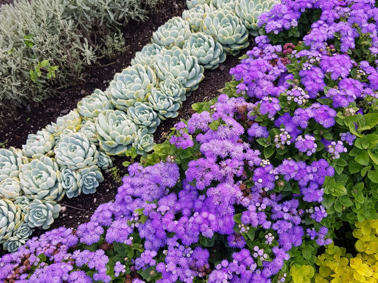 Jardin bien entretenu avec pelle, topiaires et fleurs colorées